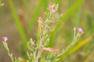 Close-up of hairy willowherb flowers with blurred plants on background