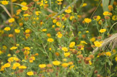 Önplanda seçici bir odak noktası olan sıradan pire çiçeğinin yakın plan görüntüsü