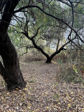 Close-up of meadows between several trees with black trunks