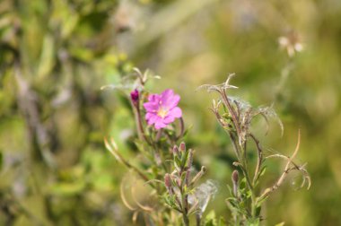 Close-up of hairy willowherb buds with selective focus on foreground