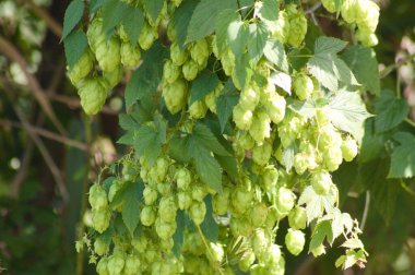 Önplanda seçici odaklı yeşil genel sekmeye yakın çekim