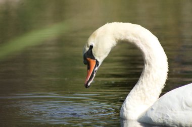 Close-up of profile view of swan head watching to rippled lake