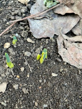 Close-up of wild daffodil growing from earth with selective focus on foreground