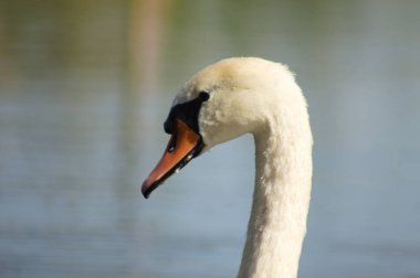 Close-up of white swan head side view with blue lake on background