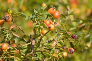 Close-up of red rose hip seeds on branch with selective focus on foreground