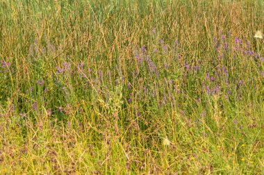 Close-up of purple toadflax flowerbed with selective focus on foreground