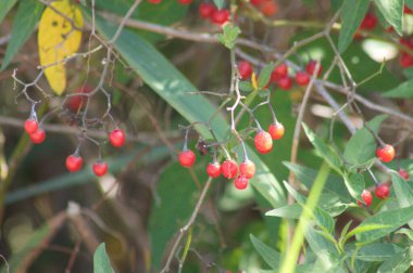 Close-up of red bittersweet fruits with selective focus on foreground