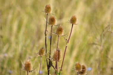 Close-up of cutleaf teasel brown seeds with blurred background