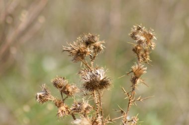 Close-up of brown fluffy bull thistle seeds with blurred background