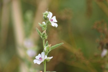 Close-up of marsh mallow flower with blurred background