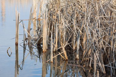 Close-up of brown dried common reed reflecting on water