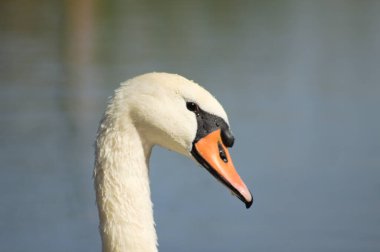 Close-up of white swan head side view with eye close-up