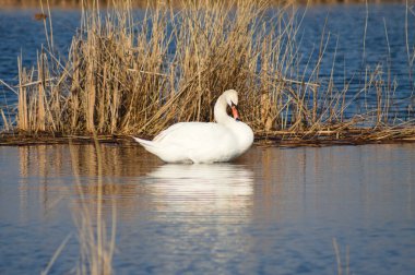 Close-up of swan floating on rippled lake with golden reed on background