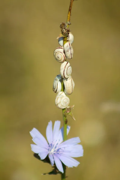 Close Asian Trampsnails Common Chicory Branch Green Blurred Background — Φωτογραφία Αρχείου