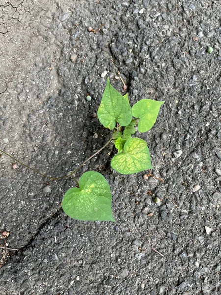 Close Common Morning Glory Plant Grown Crack Black Asphalt — ストック写真