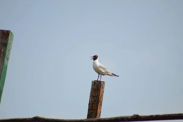 Close Black Headed Gull Open Mouth Wooden Pole Blue Sky — Stok Foto