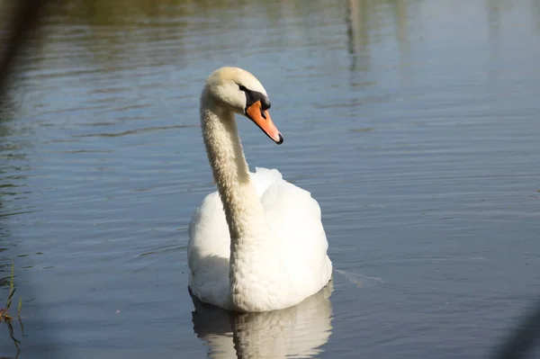Close Swan Floating Lake Frontal View Selective Focus Foreground — Stock Photo, Image