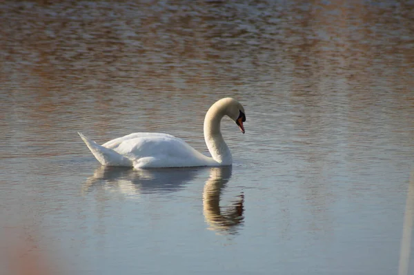 Close White Swan Floating Rippled Lake Reflections — Stock Photo, Image