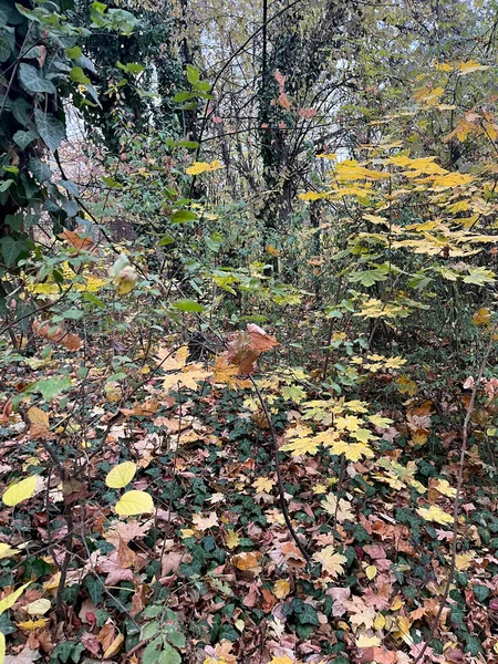 木々の間の秋の黄色の落ち葉のクローズアップ — ストック写真