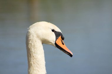 Arka planda mavi gökyüzü olan beyaz kuğu başlıklı bir makro fotoğraf