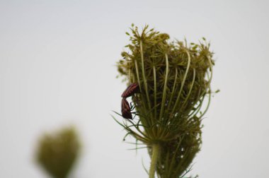 Yaban havucu tomurcuğuna basan kırmızı soyulmuş böceklerin yakın çekimi