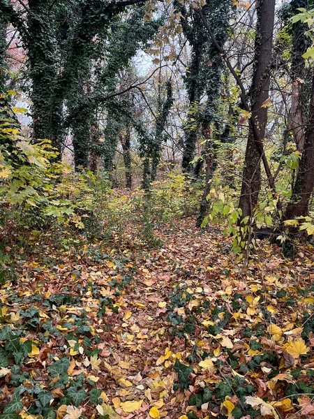 地面に黄色の落ち葉で森のクローズアップ — ストック写真