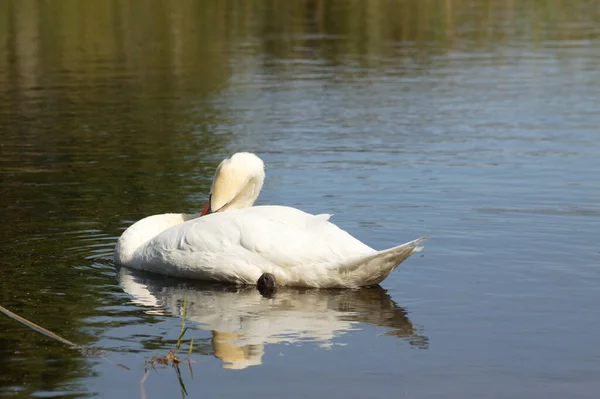 Close-up of swan cleaning feathers on rippled lake with reflections