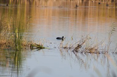 Suyun üzerinde yüzen Avrasyalı yaban ördeği ile yakın plan yeşil kamış.