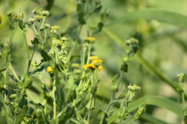 Önplanda seçici bir odak noktası olan sıradan pire çiçeklerine yakın çekim