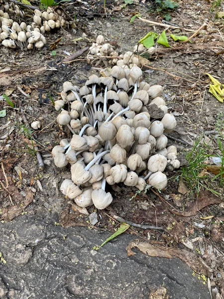 Close Cogumelos Brittlestems Com Foco Seletivo Primeiro Plano Coprinaceae — Fotografia de Stock