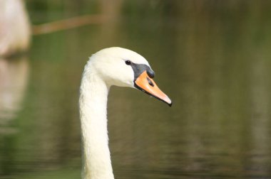 Arka planda bulanık göl olan kuğunun baş tarafının yakın görüntüsü