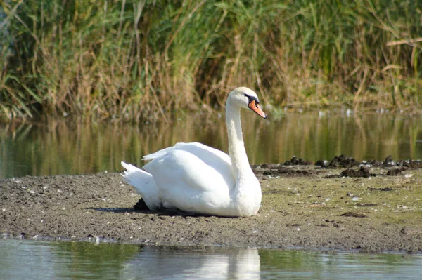 Close Cisne Que Senta Chão Meio Lago — Fotografia de Stock