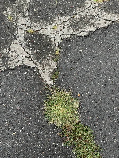 アスファルトの亀裂から成長した草のクローズアップ — ストック写真