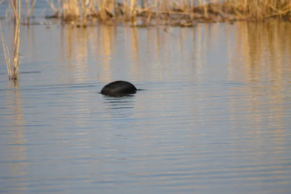 Close Eurasian Coot Searching Water Selective Focus Foreground — Foto de Stock