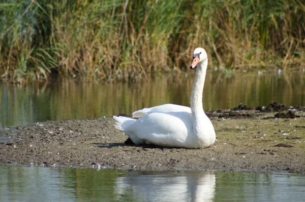 Primer Plano Del Cisne Sentado Con Agua Alrededor —  Fotos de Stock