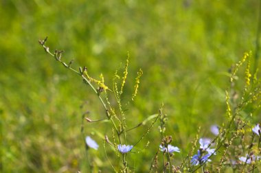 Önplanda seçici odaklı yaygın hindiba çiçeklerinin yakın plan görüntüsü