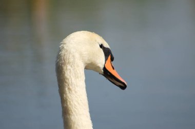 Arka planda mavi göl olan kuğunun baş tarafının yakın görüntüsü