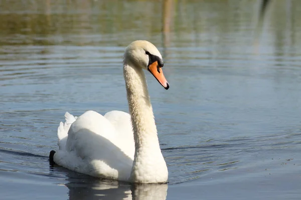 Close White Swan Floating Rippled Lake Coming Frontal Lateral View — Stock Photo, Image