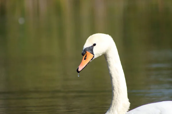 Close Swan Head Side View Lake Background — Stock Photo, Image
