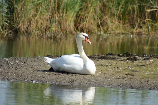 Close Cisne Descansando Com Lago Redor Foco Seletivo Primeiro Plano — Fotografia de Stock