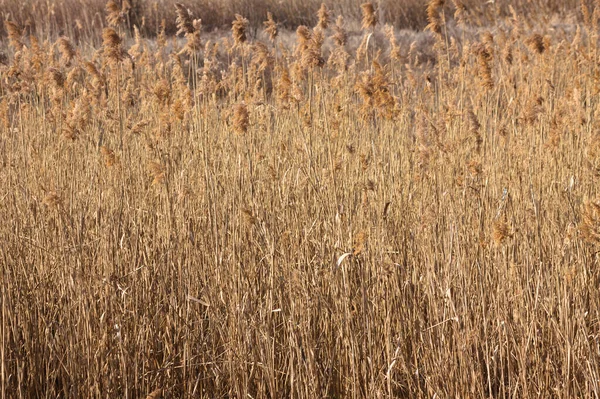 Close Golden Common Reed Seeds Selective Focus Foreground — Foto de Stock
