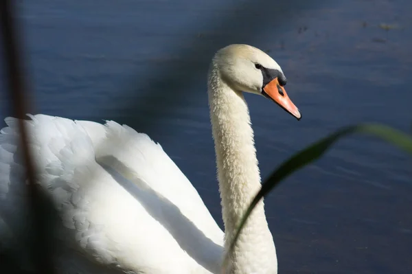 Close White Swan Floating Blue Rippled Lake — Stock Photo, Image