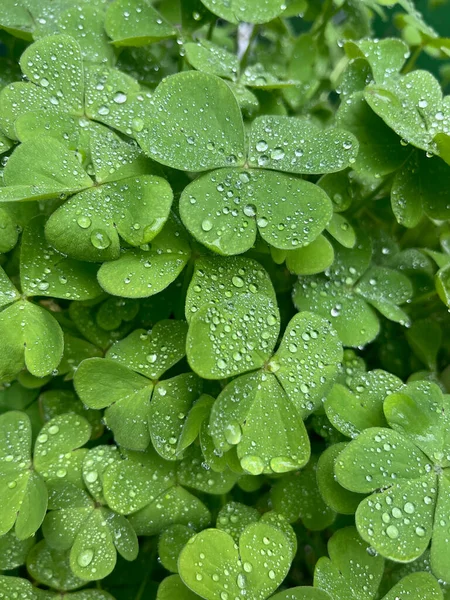 Close Common Wood Sorrel Leaves Water Drops — Stock Photo, Image