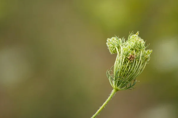 Primo Piano Fiore Carota Selvatica Con Sfondo Verde Sfocato — Foto Stock