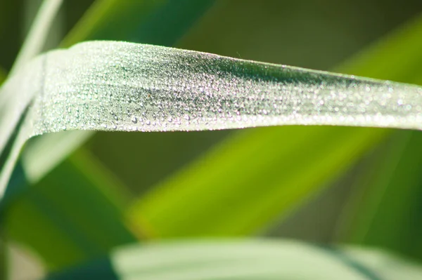 Close Common Reed Leaves Water Drops — Stock Photo, Image