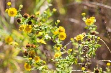 Pire sarısı çiçeklere ve kahverengi tohumlara yakın çekim