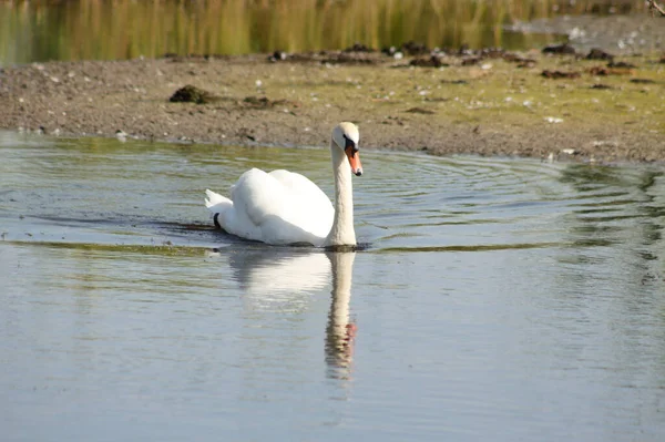 Close Swan Swimming Lake Land — Stock Photo, Image
