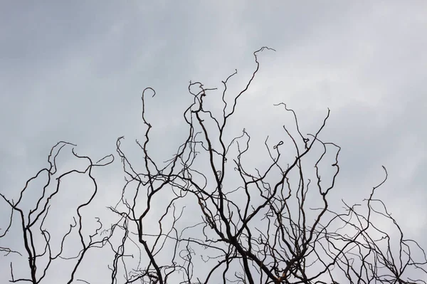 Arkaplanda Gökyüzü Olan Yapraksız Siyah Ağaç Dallarına Yakın Çekim — Stok fotoğraf
