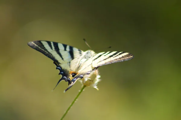 Primer Plano Escasa Mariposa Cola Golondrina Con Fondo Verde Borroso — Foto de Stock