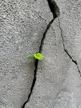 Çatlak bir beton duvardan büyüyen bitkinin yakın çekimi